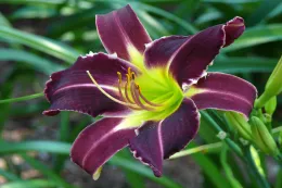 Perennial Garden