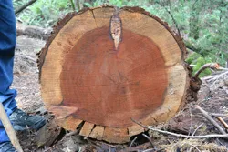Forest Health button