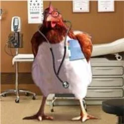 Chicken