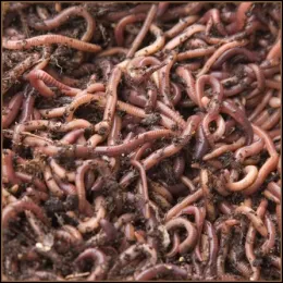 CEP- red_worms_in_a_wiggling_mass