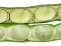 lima plant pods and beans