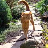 Cats In The Garden