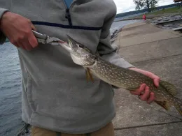 northern pike 150