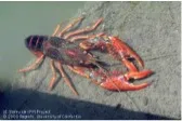 crawfish 150