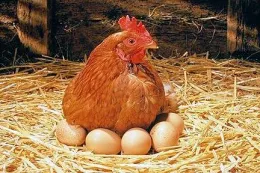 eggs4x6
