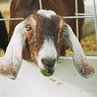 Sheep & Goats