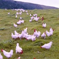 Poultry & Swine