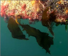Asian kelp 150