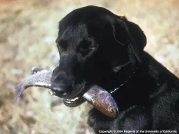lab with trout