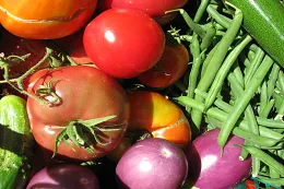 Vegetable Garden