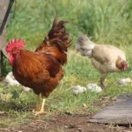 image for backyard poultry