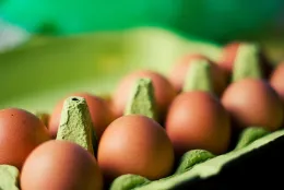 Eggs in carton