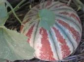 melon2