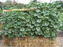 bale squash