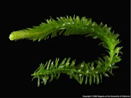 Brazillian egeria