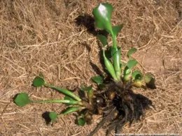 Water hyacinth