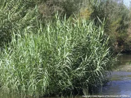 Giant reed
