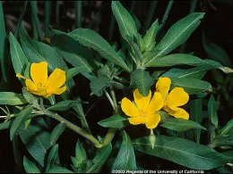 Waterprimrose