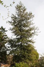 Blue Oak