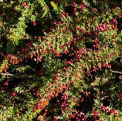 Grevillea