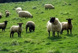 sheep
