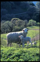 Grazing sheep