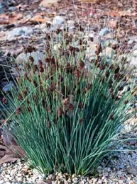 Carman's gray rush