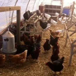 Micro Commercial Chicken