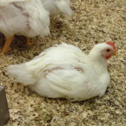 broiler_croped