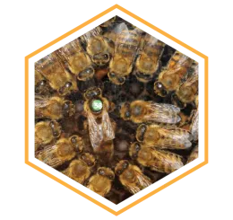 Bee_Nuisance-01-01