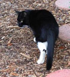 A butterfly mark adorned her left leg. (Photo by Kathy Keatley Garvey)