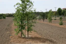 224 Urban Trees