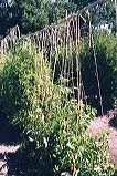 Conduit with vertical string for supporting tomatoes