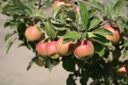 Apples on tree
