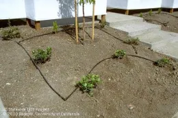Low volume drip irrigation system