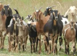 photo of Lone Willow Farm goats