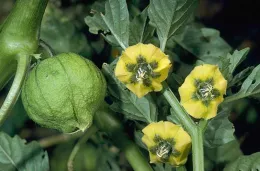 Tomatillo
