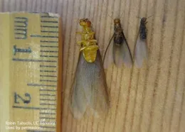 Termites