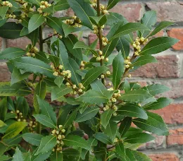Bay laurel. Click to enlarge.