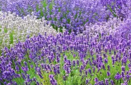 Lavender. Click to enlarge.