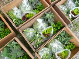 csa boxes