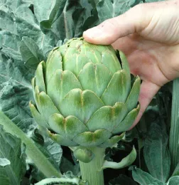 Ready to harvest