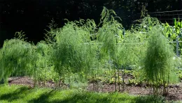 1st year foliage