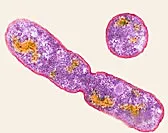 Mesophilic bacteria