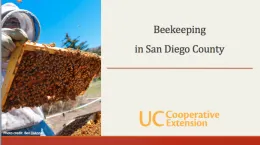 Bee PwrPt image