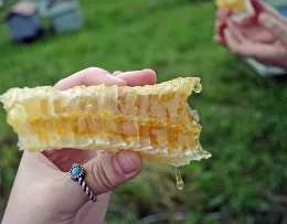 honeycomb-1149186_960_720