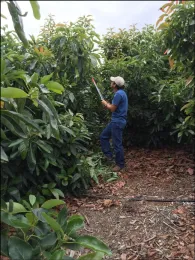 Prunning