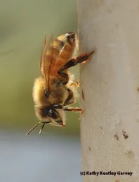 A worker bee in the late afternoon sun. (Photo by Kathy Keatley Garvey)