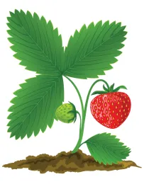 TFG_strawberry
