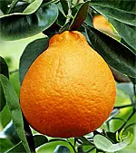'Mineola' tangelo